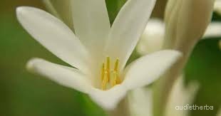 Polianthes tuberosa flower8.jpg